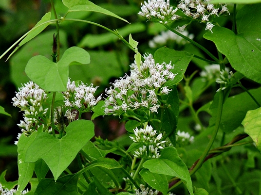 {Mikania scandens}